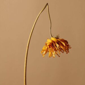 flor murcha simbolizando a depressão