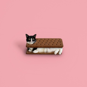 gatinho mostra como é a sensação de procrastinação